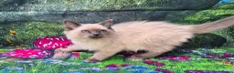 Ragdoll cats for sale: GCCF Registered Ragdoll Kittens  - Advert 28