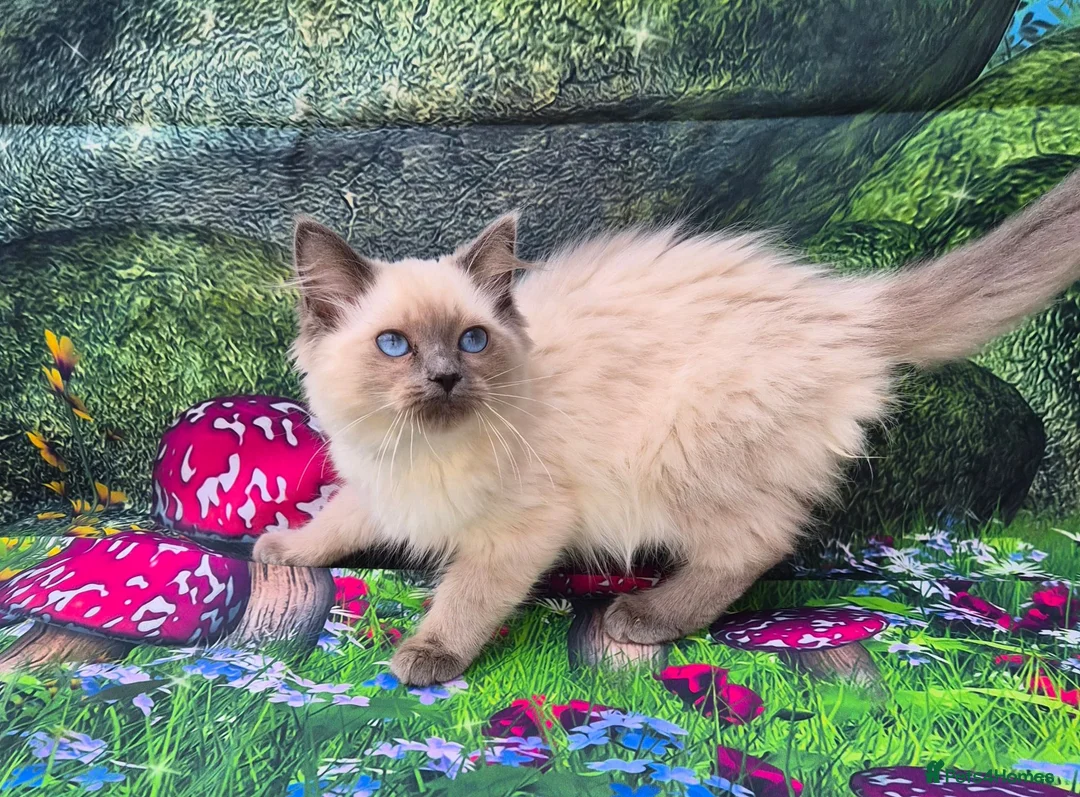 Ragdoll cats for sale: GCCF Registered Ragdoll Kittens  - Advert 28