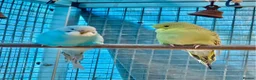Budgerigars birds for sale: Baby tammed budgies for sale  in Windlesham - Advert 5