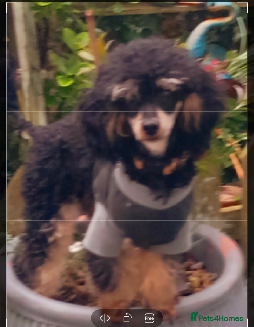 Toy Poodle dogs for stud: *2 STUDS AVAILABLE*FULL PEDIGREE SILVER & PHANTOM in Colwyn Bay - Advert 7