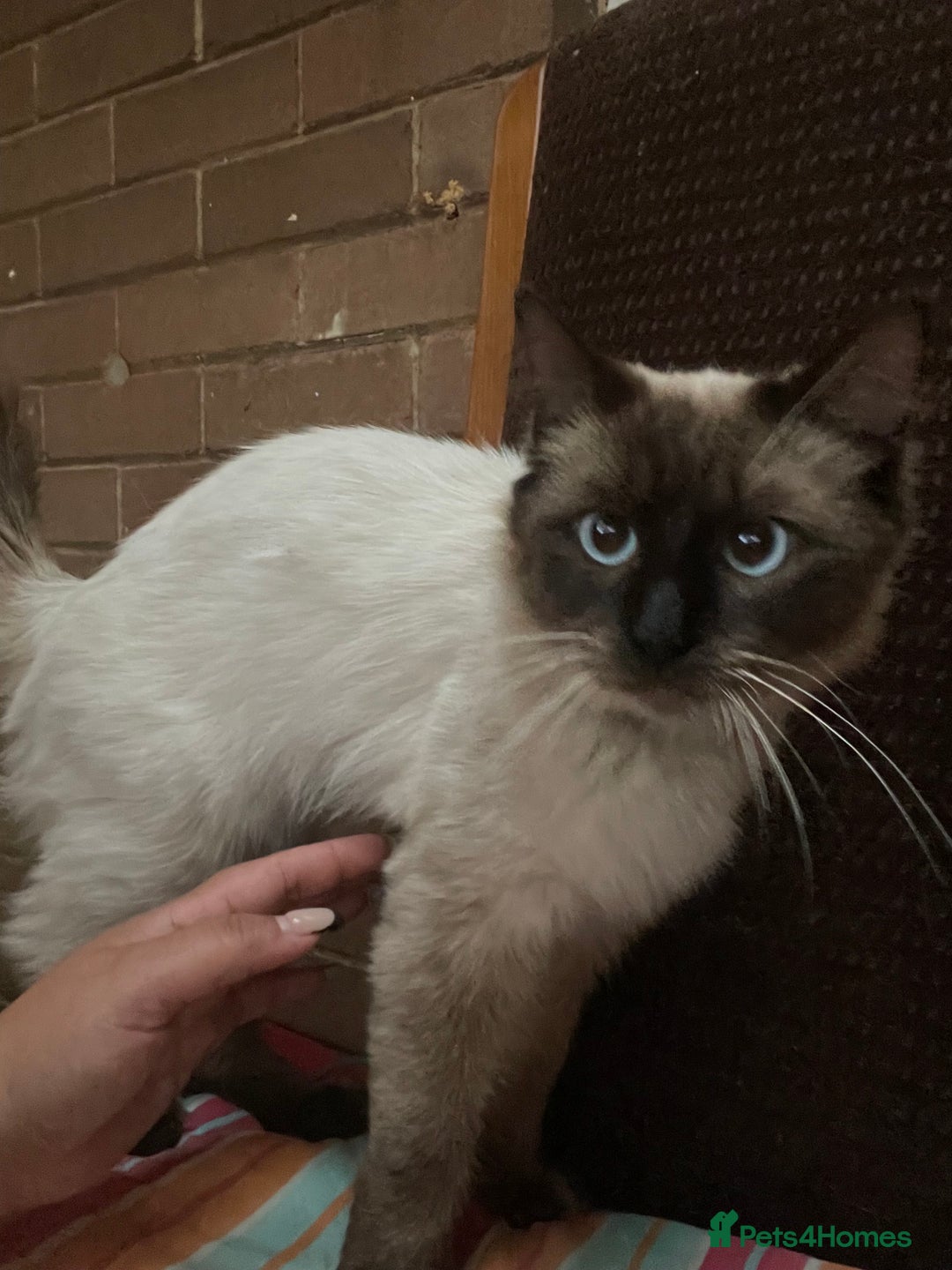 Ragdoll cats for sale:  Beautiful Ragdoll Kittens * 3 BoYs *  - Image 13