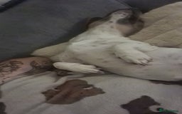 Mixed Breed dogs for sale: Minautre daschund/french bulldog  - Image 7