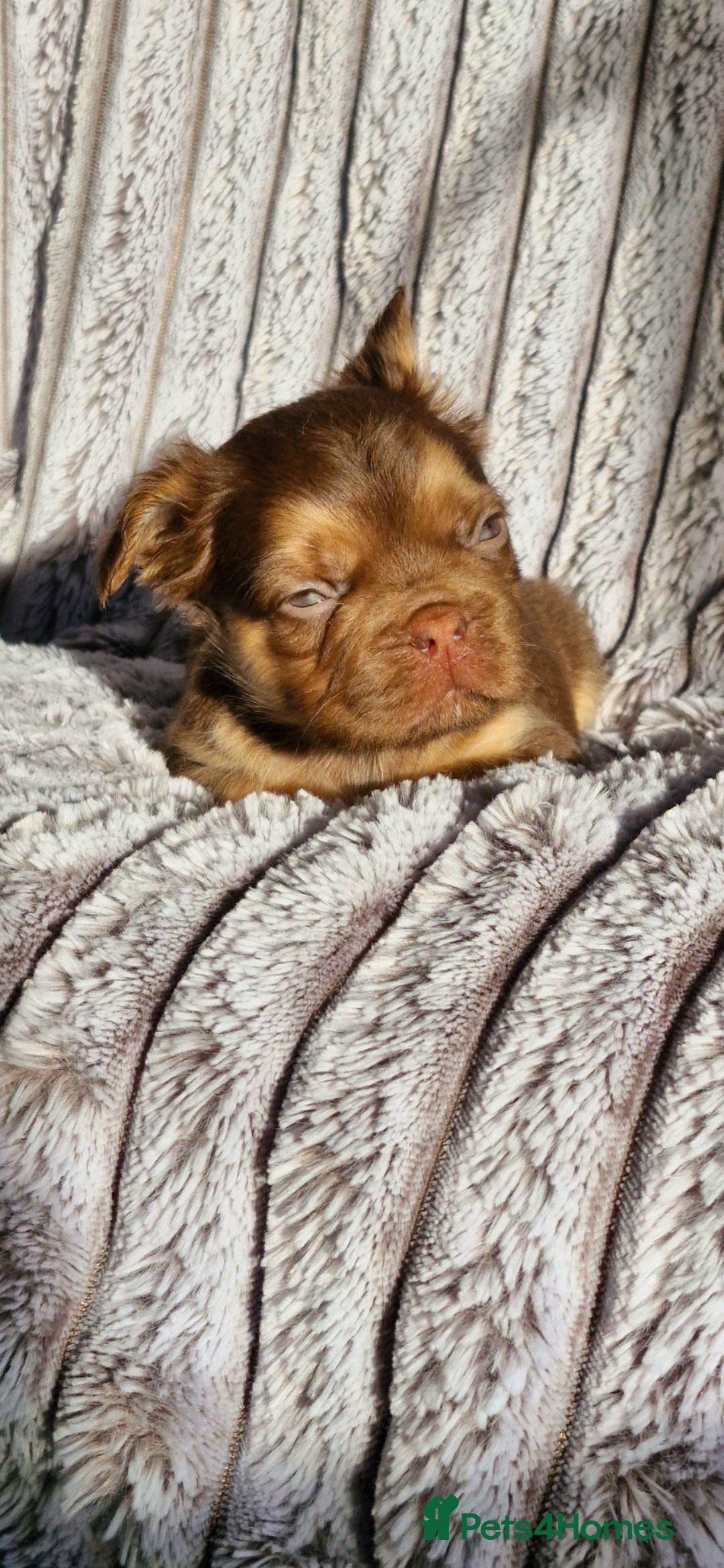 French Bulldog dogs for sale: Stunning puppies from £1500 - Advert 27