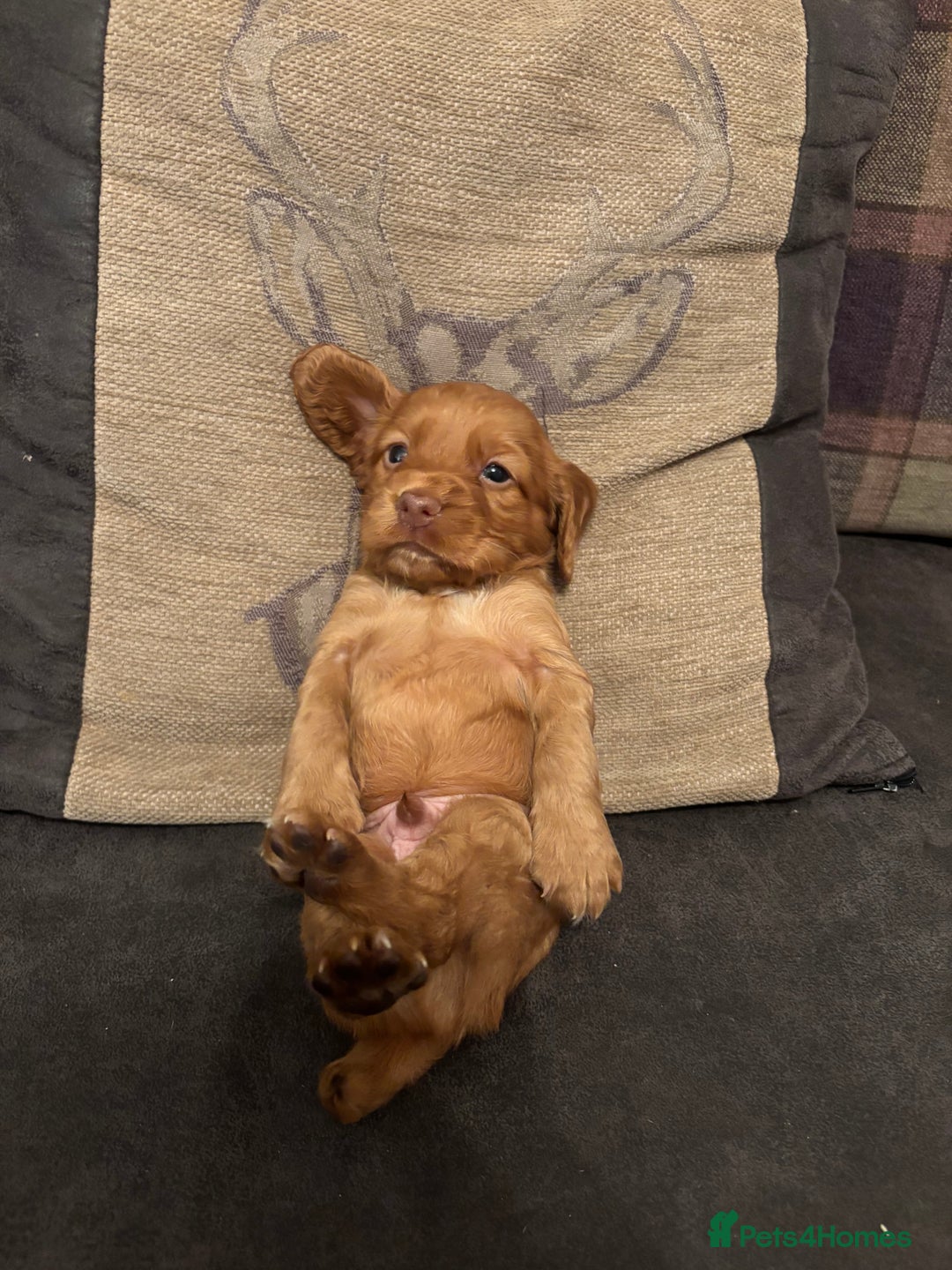 Cocker Spaniel dogs for sale: cocker spaniel pups for sale short tailed workers - Image 5