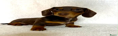 Miniature Dachshund Puppy 4