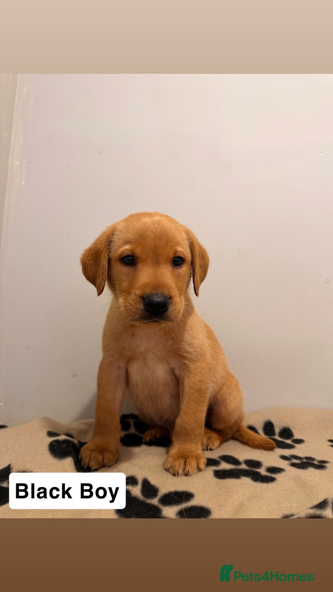 Labrador Retriever dogs 🐾Exceptional KC Registered Labrador Puppies🐾 - Advert 8