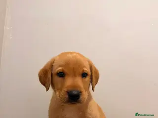 Labrador Retriever dogs 🐾Exceptional KC Registered Labrador Puppies🐾 - Advert 2