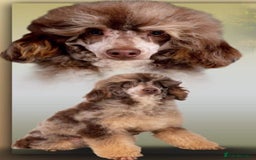 Labradoodle dogs for sale:  Rare Merle Labradoodle Puppies ready 25/10/25 - Image 15