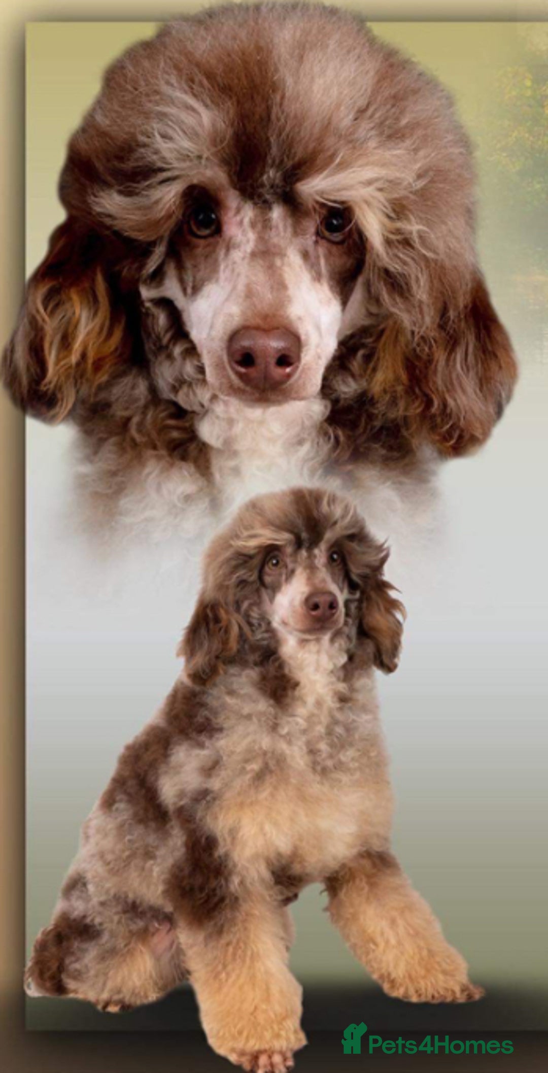 Labradoodle dogs for sale:  Rare Merle Labradoodle Puppies ready 25/10/25 - Image 15