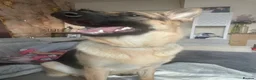 German Shepherd dogs for sale: Female German shepherd  - Advert 4