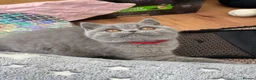 British Shorthair cats for sale: Pedigree British Shorthair kittens ready to leave  - Advert 2