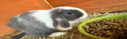 Mini Lop rabbits for sale: Mini lop bunnies.  - Advert 4