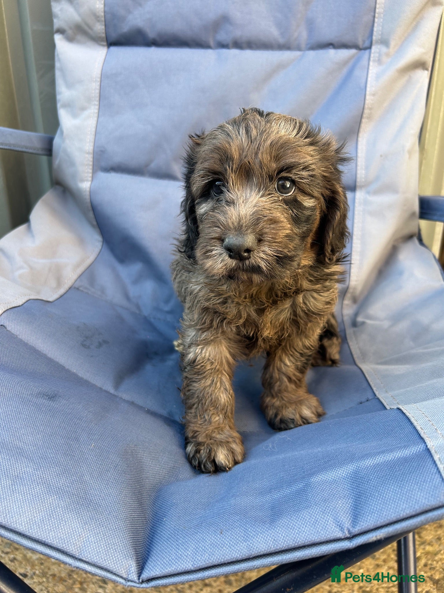 Cockapoo dogs BEAUTIFULL F1 COCKAPOOS - Advert 2