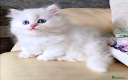 Persian cats for sale: Rare SHORT LEG Persian - Image 4