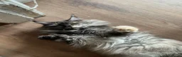 Maine Coon cats for sale: Maine Coon TICA Black Smoke in Blaenau Ffestiniog - Advert 2