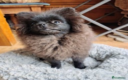 Pomeranian dogs for sale: Pom puppys with Kc reg , pedigree for sale in Taunton - Image 23