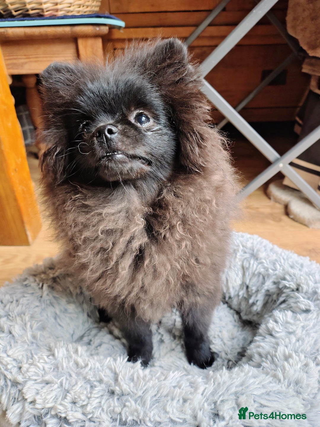 Pomeranian dogs for sale: Pom puppys with Kc reg , pedigree for sale in Taunton - Image 23