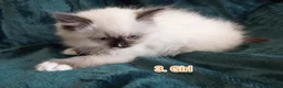 Ragdoll cats for sale: Ragdoll kitten. 2 Girls and 1 Boy  in Coventry - Advert 7