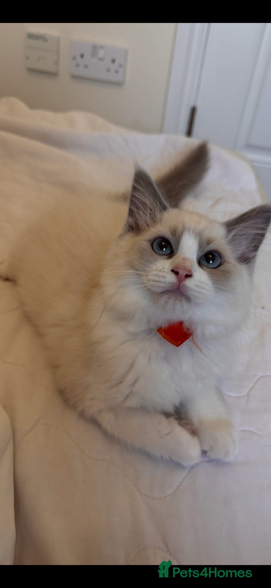 Ragdoll cats GCCF Adorable ragdoll kittens ready to gohome now - Advert 1