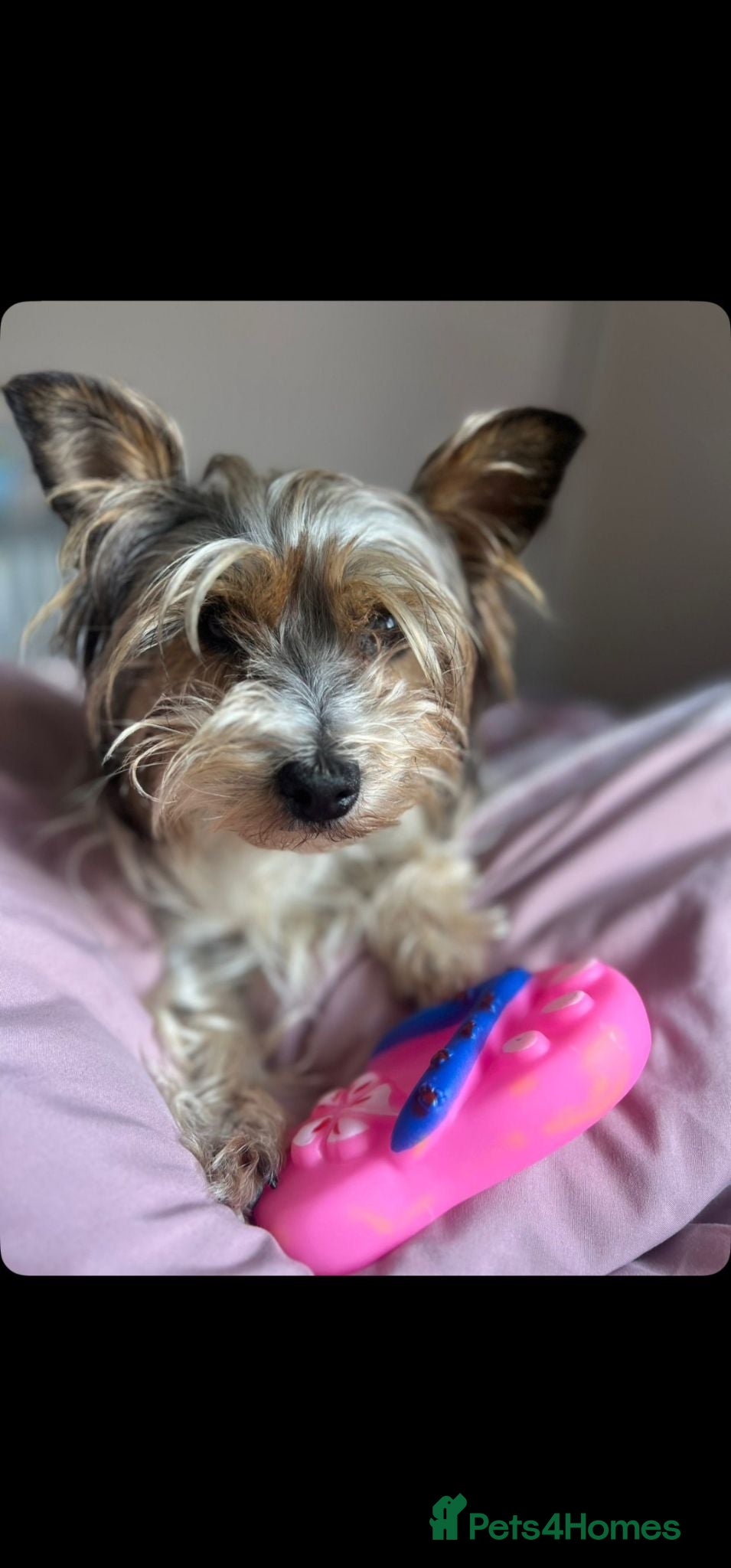 Yorkshire Terrier dogs yorkiepoo  - Advert 1