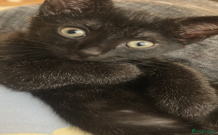 Mixed Breed cats - Advert 6