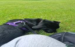 Mixed Breed dogs for sale: 8 month old Sheprador + Crate, Toys and Food - Image 4