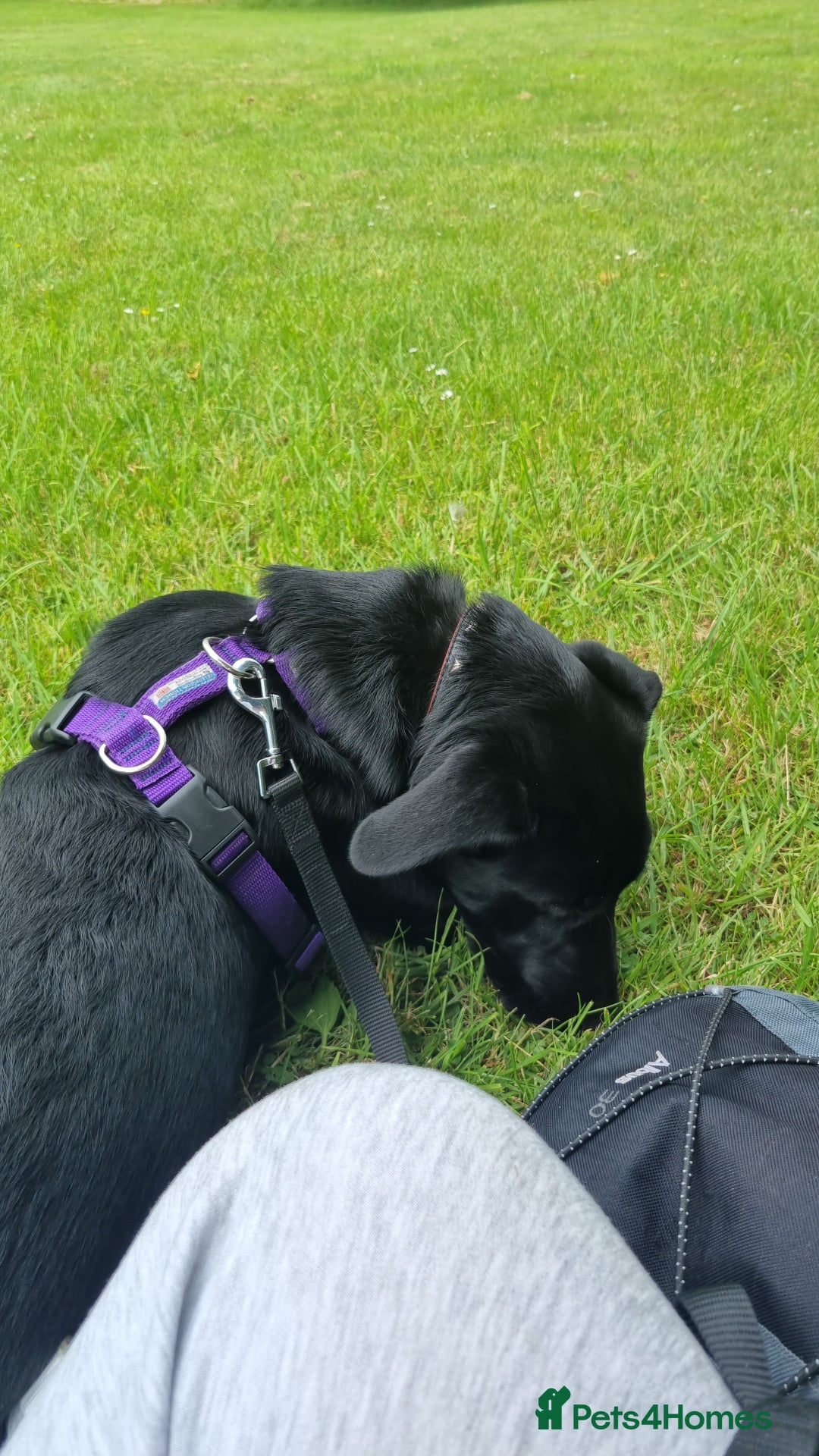 Mixed Breed dogs for sale: 8 month old Sheprador + Crate, Toys and Food - Image 4