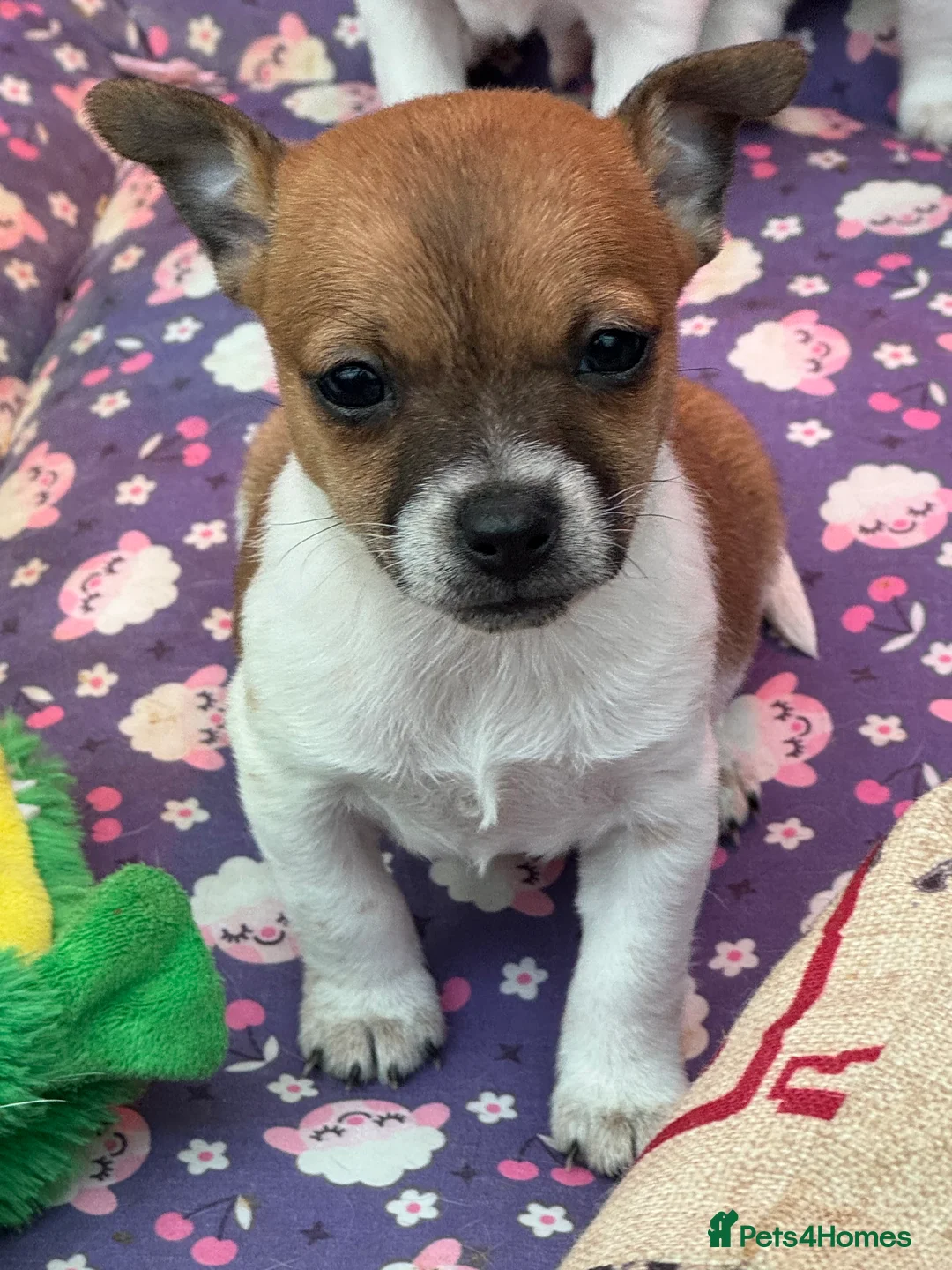 Jack Russell dogs for sale: Stunning Miniature Jack Russell Puppies  - Advert 8