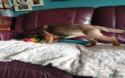 Border Terrier dogs for sale: Border Terrier girls available  - Image 13