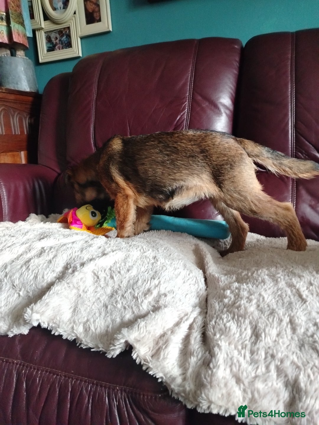 Border Terrier dogs for sale: Border Terrier girls available  - Image 13