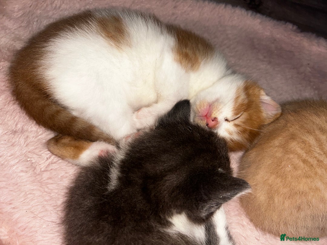 British Shorthair cats for sale: Four Adorable Kittens 🤍 - Advert 17