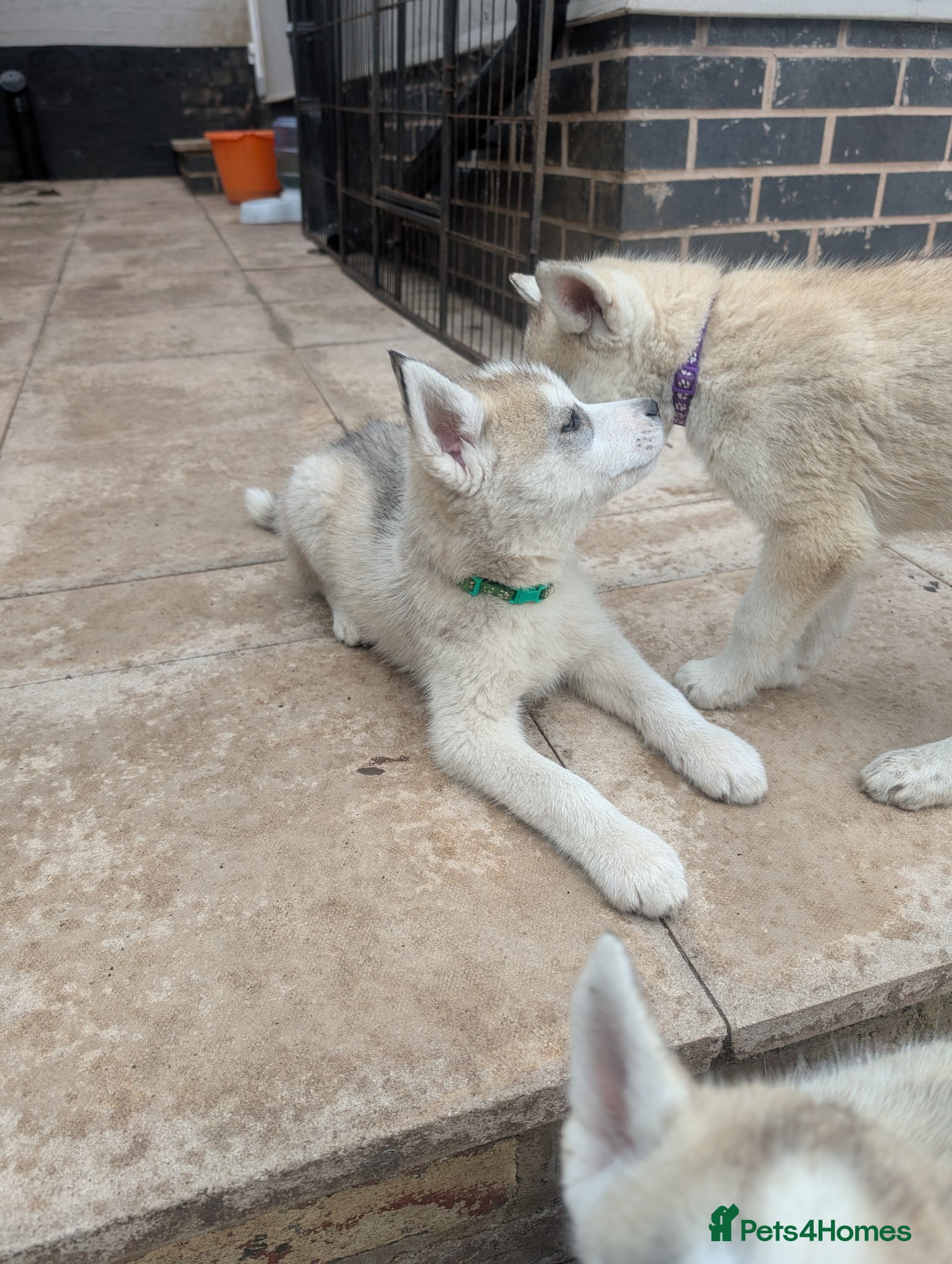 Siberian Husky dogs for sale: Siberian Husky puppies - Advert 19