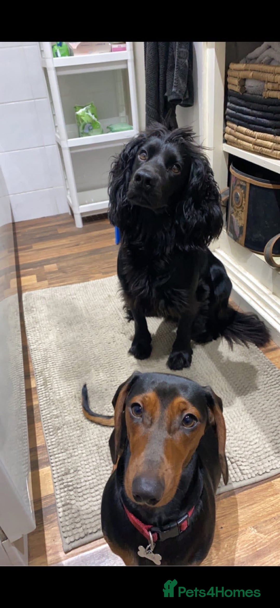 Mixed Breed dogs for sale: Docker Puppies For Sale🐶 - Image 19