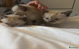 Ragamese cats for sale: ragamese kittens - Image 5