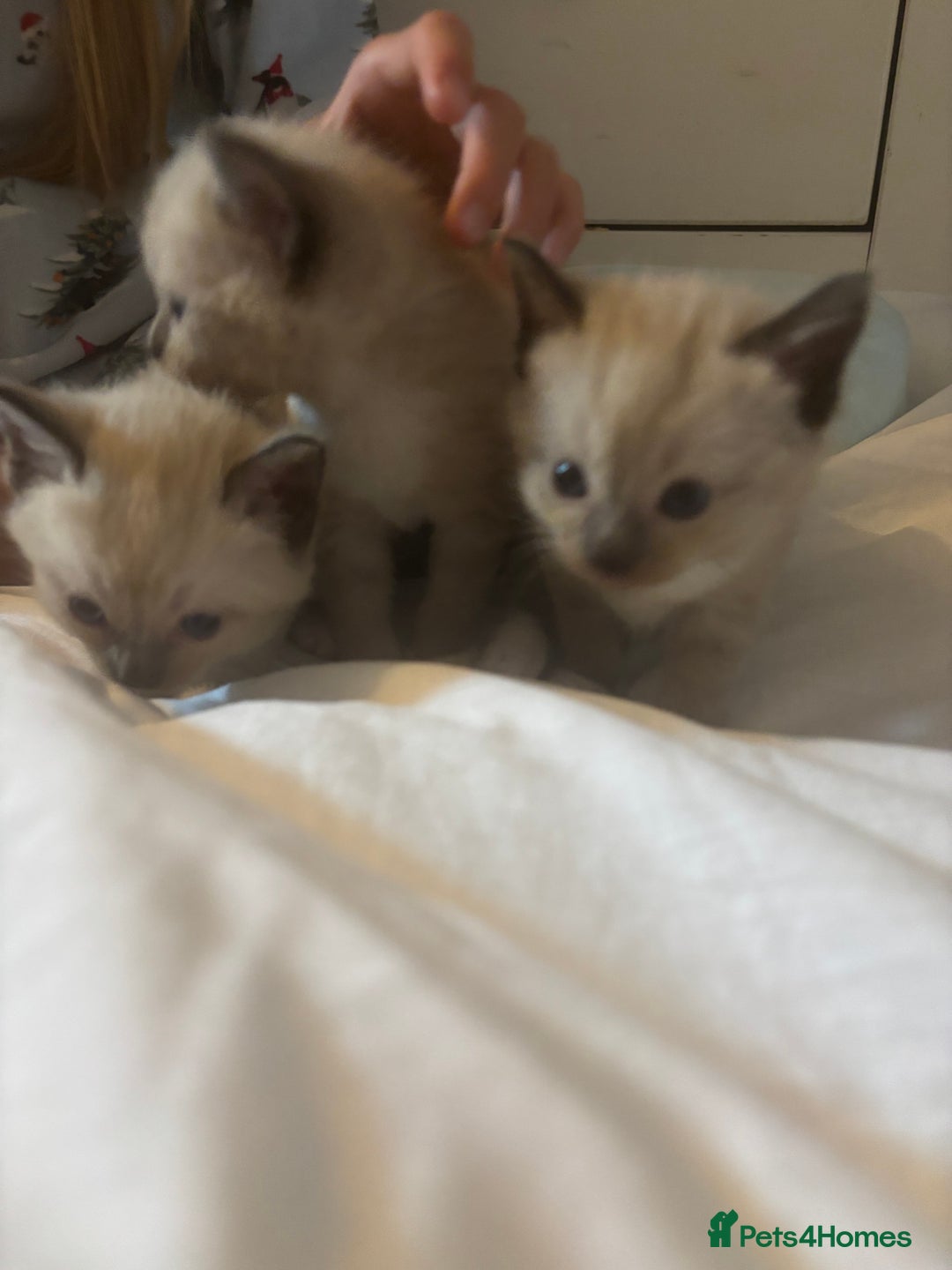 Ragamese cats for sale: ragamese kittens - Image 5