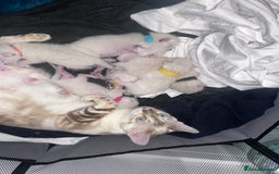 Siamese cats for sale: 🧬F1 BENAMESE KITTENS🧬 1 LITTLE BOY LEFT - Image 6