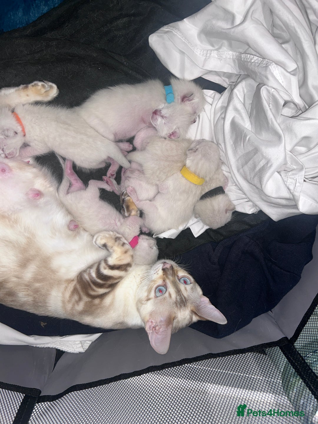 Siamese cats for sale: 🧬F1 BENAMESE KITTENS🧬 1 LITTLE BOY LEFT - Image 6