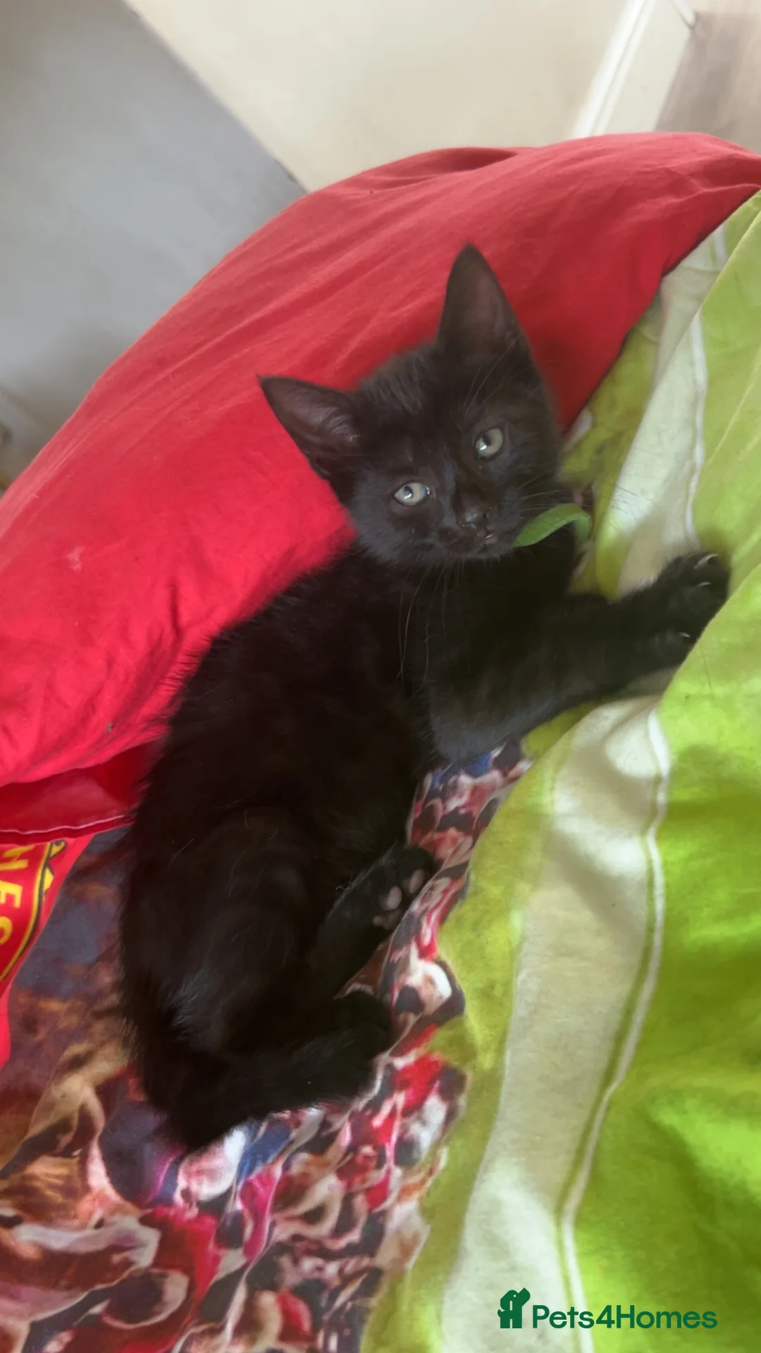 Mixed Breed cats for sale: Tabby mum, black and white dad in Chester - Advert 2