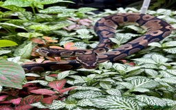 Python Snake reptiles for sale: Mixture of Royal Pythons, Corn Snakes, Sand Boa - Image 4