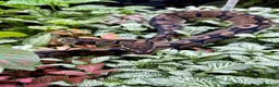 Python Snake reptiles for sale: Mixture of Royal Pythons, Corn Snakes, Sand Boa - Advert 4