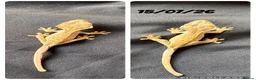 Gecko reptiles for sale: Crested gecko baby with bio active tank  - Advert 4