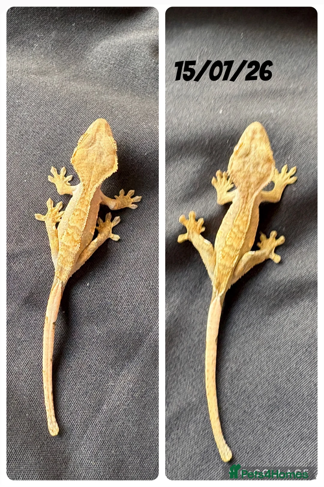 Gecko reptiles for sale: Crested gecko baby with bio active tank  - Advert 4