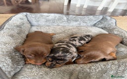 Miniature Dachshund dogs for sale: Truly Purebred Miniature Dachshunds puppies - Image 2