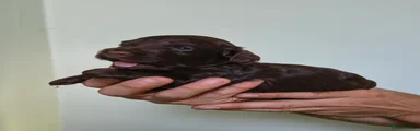 Cockapoo 4