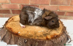 Guinea Pig rodents for sale: Free Male Guinea pigs  - Image 12