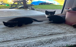 Mixed Breed cats for sale: Kittens for sale  - Advert 25