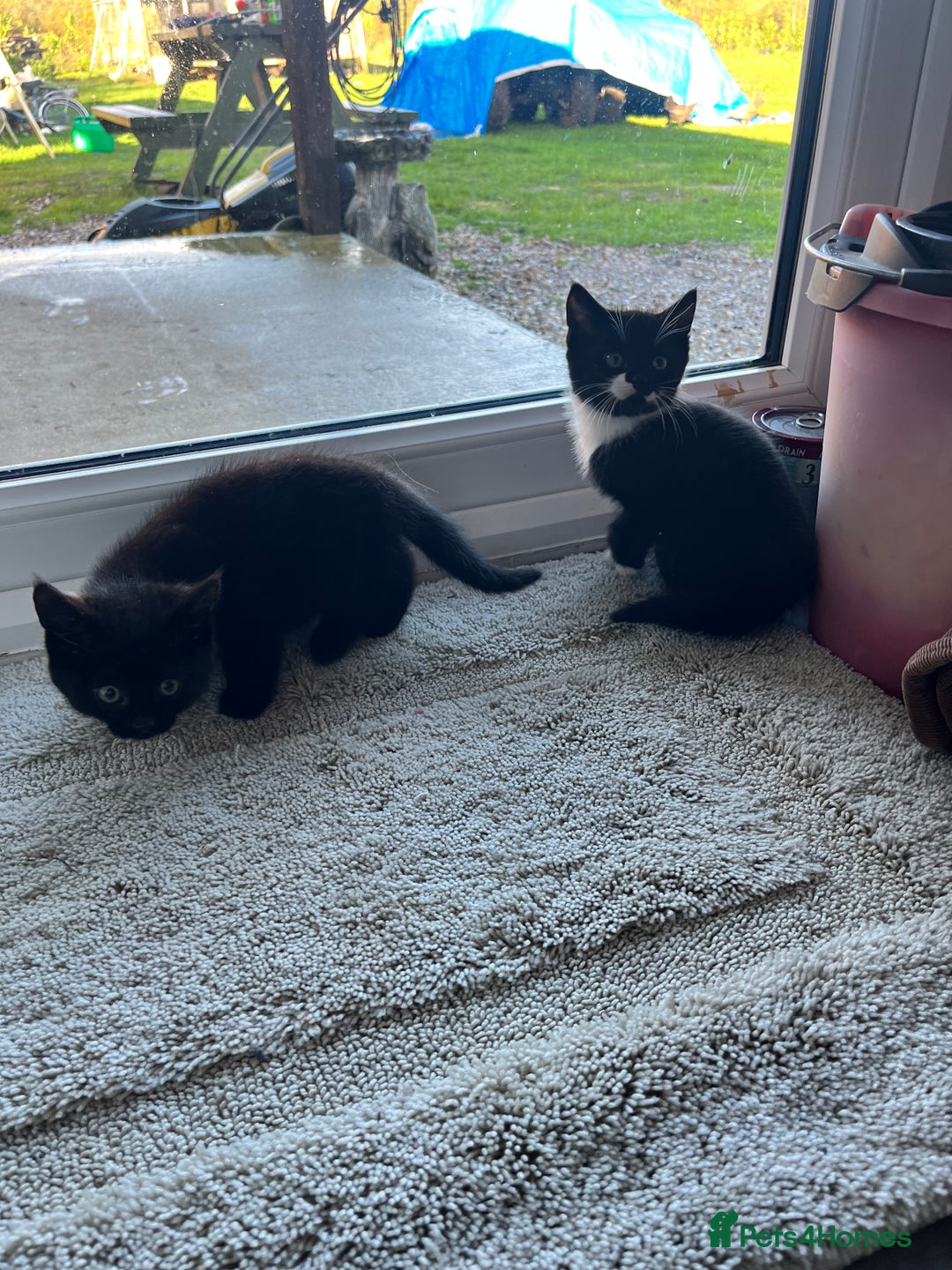 Mixed Breed cats for sale: Kittens for sale  - Advert 25