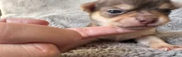 Chihuahua dogs for sale: PERFECT PUREBRED TINY CHIHUAHUA PUPPIES  in Hamilton - Advert 27
