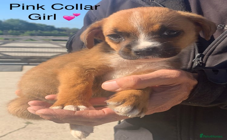 Mixed Breed dogs - Advert 9