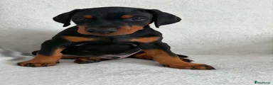 Dobermann 2